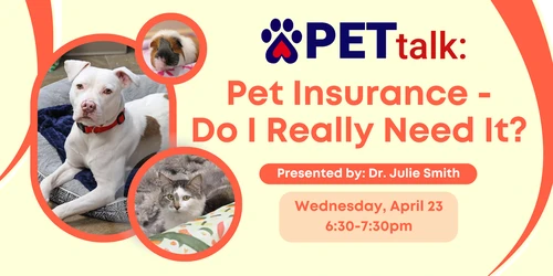 Content dog safeguarded by pet insurance in Texas