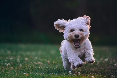 Compare dog insurance options in Texas